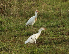 Bubulcus ibis ibis