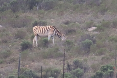 Equus quagga