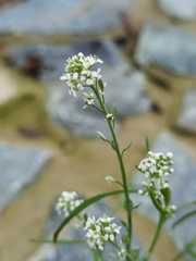 Lepidium sativum
