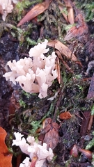 Clavulina coralloides