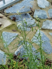 Lepidium sativum