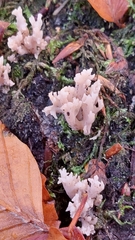 Clavulina coralloides