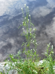 Lepidium sativum