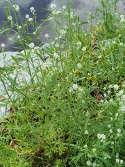 Lepidium sativum
