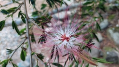 Calliandra trinervia arborea