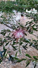 Calliandra trinervia arborea