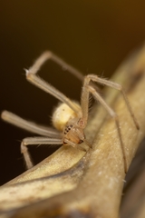 Enoplognatha