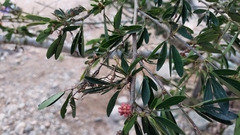 Calliandra trinervia arborea