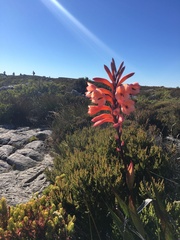 Watsonia tabularis
