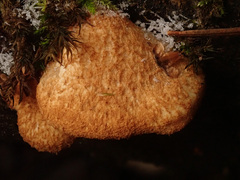 Crepidotus calolepis