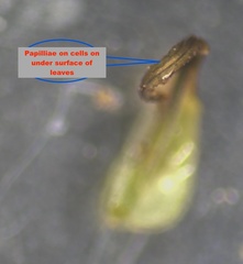 Dicranum montanum