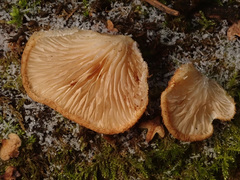 Crepidotus calolepis