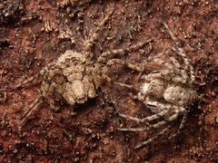 Philodromus margaritatus
