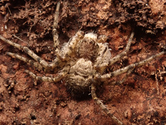 Philodromus margaritatus