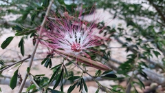 Calliandra trinervia arborea