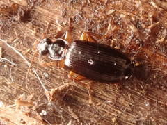 Dromius quadraticollis