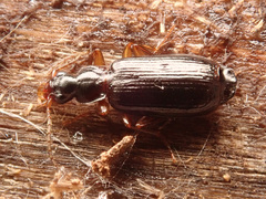 Dromius quadraticollis
