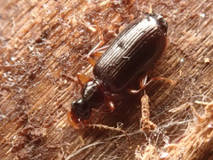 Dromius quadraticollis