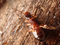 Dromius quadraticollis