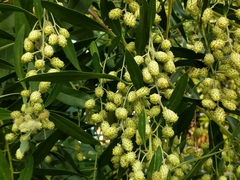 Conocarpus