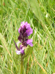 Dactylorhiza