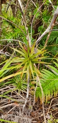 Dracophyllum sinclairii