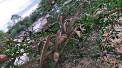 Calliandra trinervia arborea