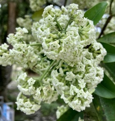 Alstonia