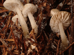 Marasmius wynneae