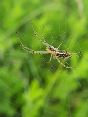 Leucauge