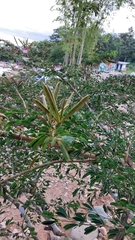 Calliandra trinervia arborea