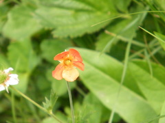 Geum coccineum