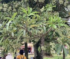 Alstonia