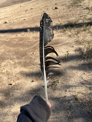 Pelecanus erythrorhynchos