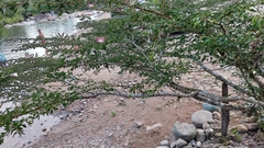 Calliandra trinervia arborea