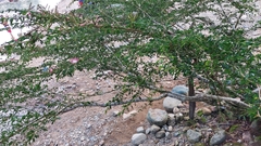 Calliandra trinervia arborea