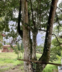 Alstonia