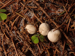 Marasmius wynneae