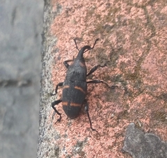 Cactophagus spinolae