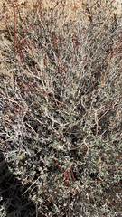Eriogonum fasciculatum