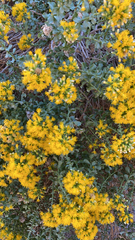 Ericameria cuneata
