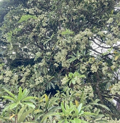 Alstonia