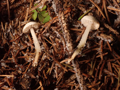 Marasmius wynneae