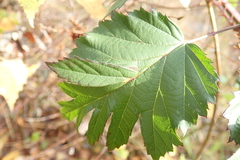 Rubus laciniatus