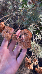 Eriogonum arborescens