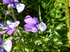 Viola tricolor