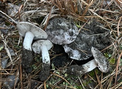 Tricholoma niveipes