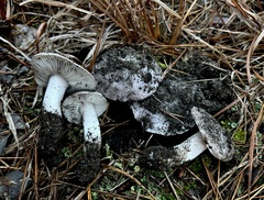Tricholoma niveipes