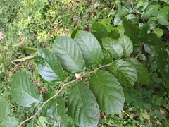Maclura tinctoria