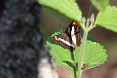 Adelpha paroeca